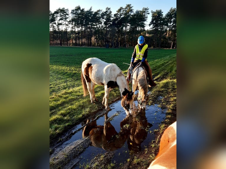 Pinto Horse Castrone 11 Anni 158 cm Pezzato in Dedelstorf