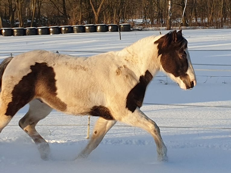 Pinto Horse Castrone 11 Anni 158 cm Pezzato in Dedelstorf