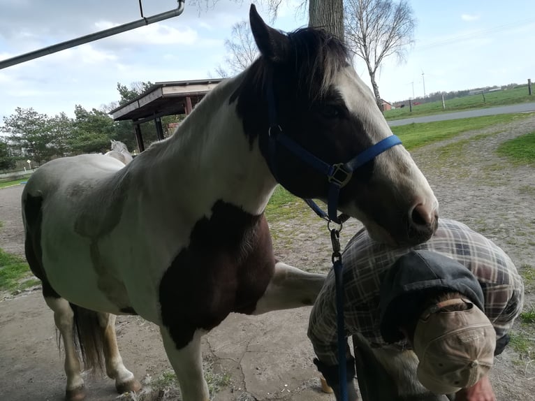 Pinto Horse Castrone 11 Anni 158 cm Pezzato in Dedelstorf