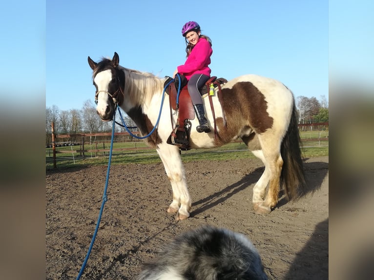 Pinto Horse Castrone 11 Anni 158 cm Pezzato in Dedelstorf