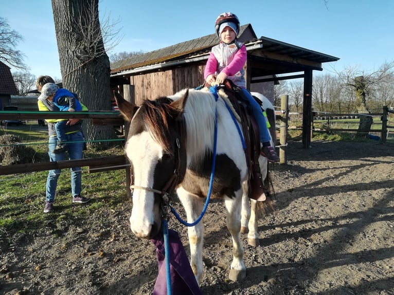 Pinto Horse Castrone 11 Anni 158 cm Pezzato in Dedelstorf