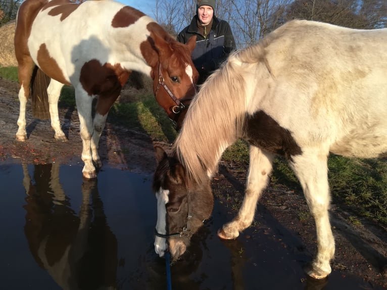 Pinto Horse Castrone 11 Anni 158 cm Pezzato in Dedelstorf