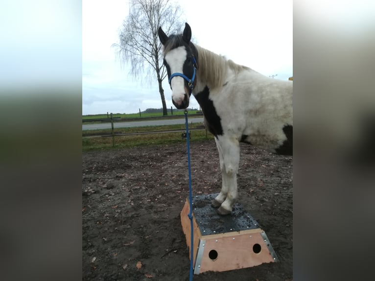 Pinto Horse Castrone 11 Anni 158 cm Pezzato in Dedelstorf