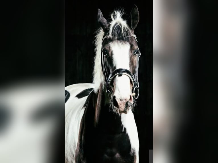 Pinto Horse Castrone 11 Anni 164 cm Pezzato in Coch