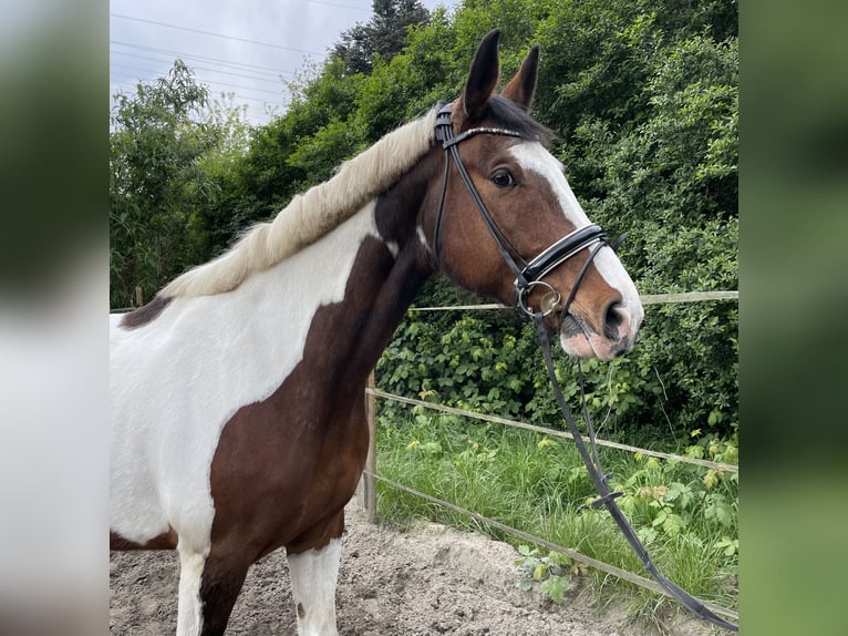 Pinto Horse Castrone 11 Anni 172 cm Pezzato in Oberhausen