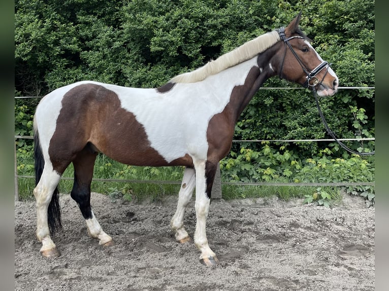 Pinto Horse Castrone 11 Anni 172 cm Pezzato in Oberhausen