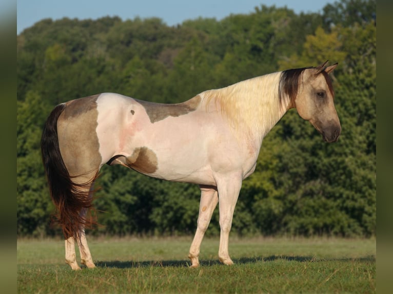 Pinto Horse Castrone 11 Anni Pelle di daino in Athens