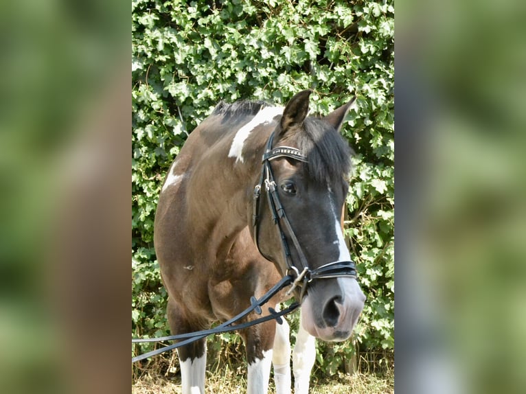 Pinto Horse Castrone 12 Anni 155 cm Pezzato in Würzburg