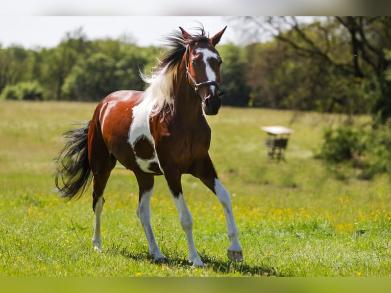 Pinto Horse Mix Castrone 12 Anni 162 cm Pezzato in Dornburg