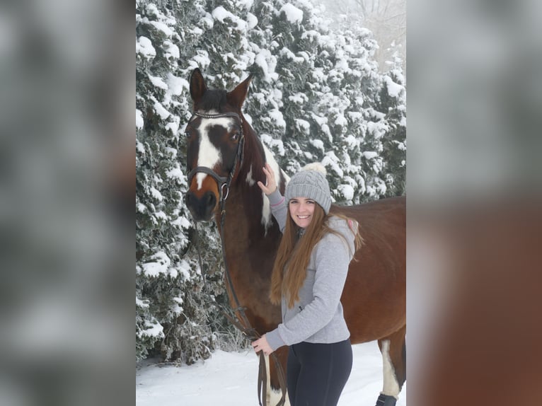 Pinto Horse Mix Castrone 12 Anni 162 cm Pezzato in Dornburg