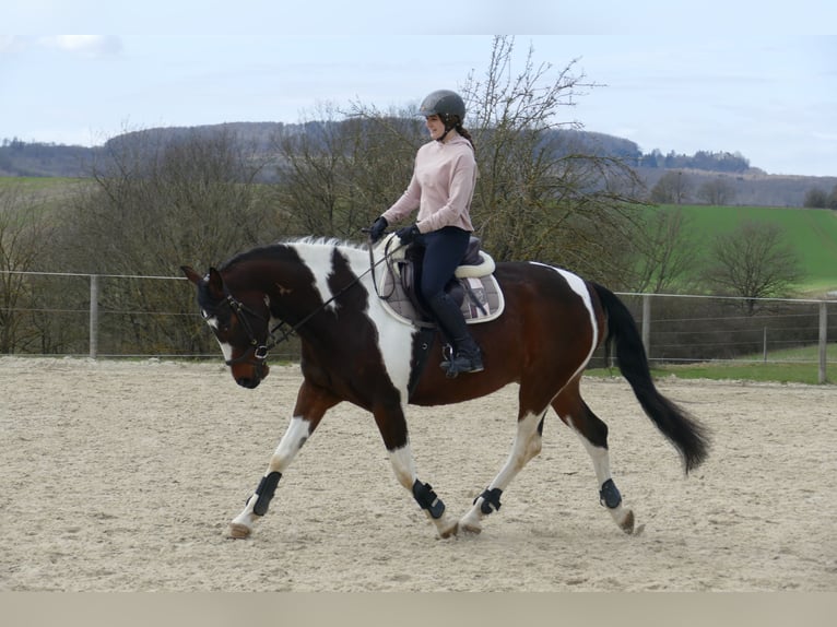 Pinto Horse Mix Castrone 12 Anni 162 cm Pezzato in Dornburg