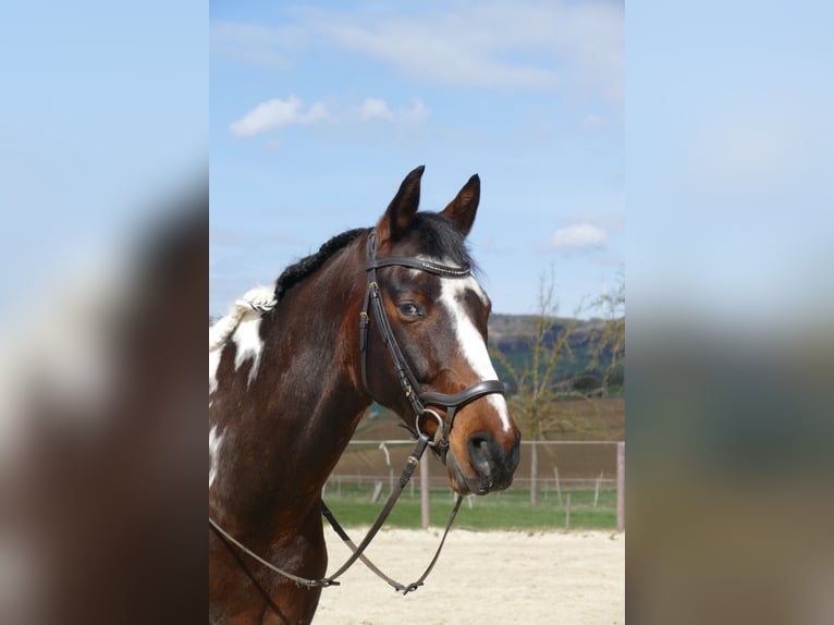 Pinto Horse Mix Castrone 12 Anni 162 cm Pezzato in Dornburg