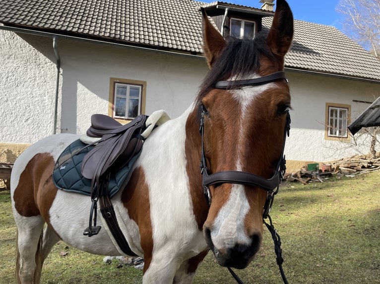 Pinto Horse Mix Castrone 12 Anni 165 cm Pezzato in Matschiedl