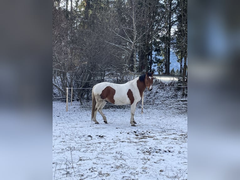 Pinto Horse Mix Castrone 12 Anni 165 cm Pezzato in Matschiedl