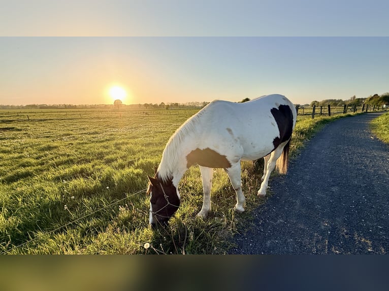 Pinto Horse Mix Castrone 13 Anni 158 cm Pezzato in Straelen