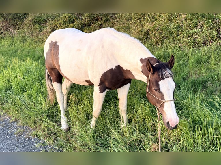 Pinto Horse Mix Castrone 13 Anni 158 cm Pezzato in Straelen