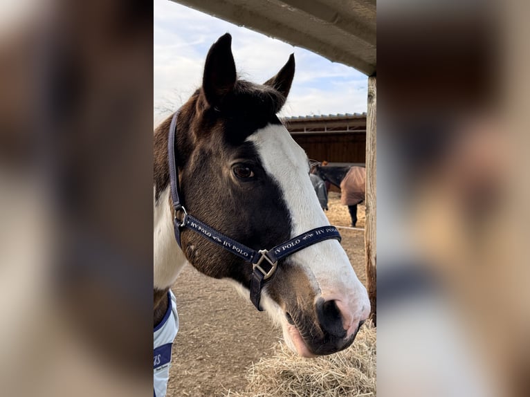 Pinto Horse Mix Castrone 13 Anni 158 cm Pezzato in Straelen