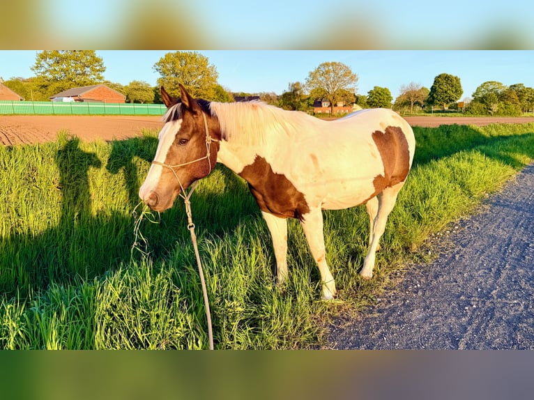 Pinto Horse Mix Castrone 13 Anni 158 cm Pezzato in Straelen