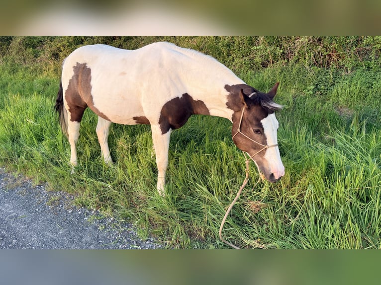 Pinto Horse Mix Castrone 13 Anni 158 cm Pezzato in Straelen