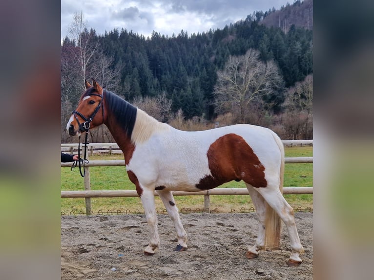 Pinto Horse Mix Castrone 13 Anni 160 cm Pezzato in Gummern