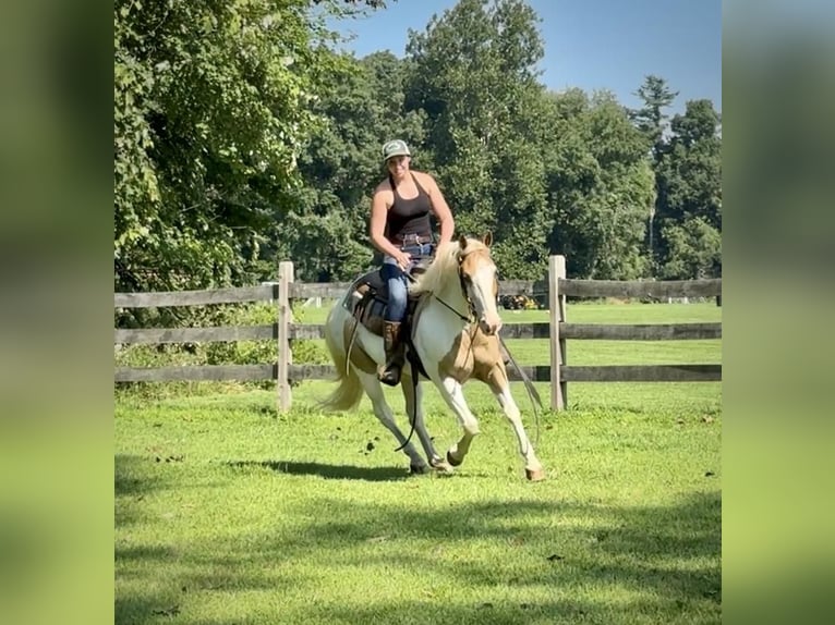 Pinto Horse Castrone 14 Anni 142 cm in Granby, CT