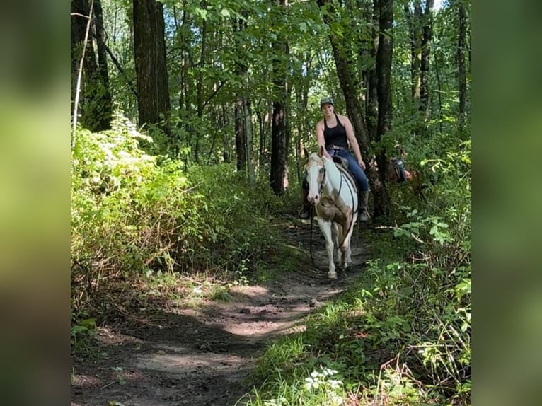 Pinto Horse Castrone 14 Anni 142 cm in Granby, CT