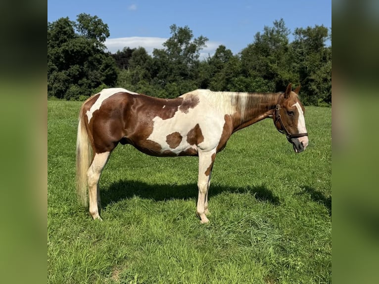 Pinto Horse Castrone 14 Anni 152 cm Pezzato in Granby, CT