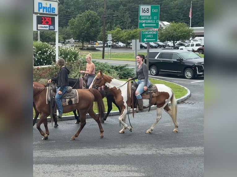 Pinto Horse Castrone 14 Anni 152 cm Pezzato in Granby, CT