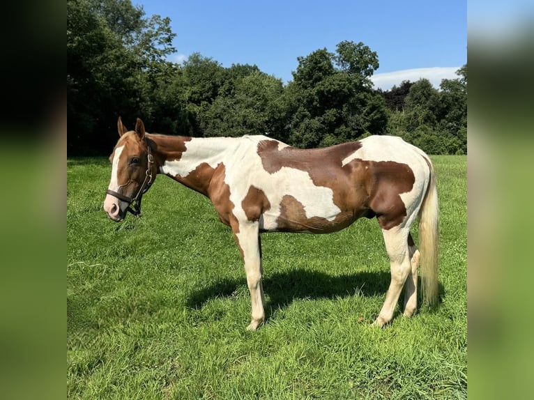 Pinto Horse Castrone 14 Anni 152 cm Pezzato in Granby, CT