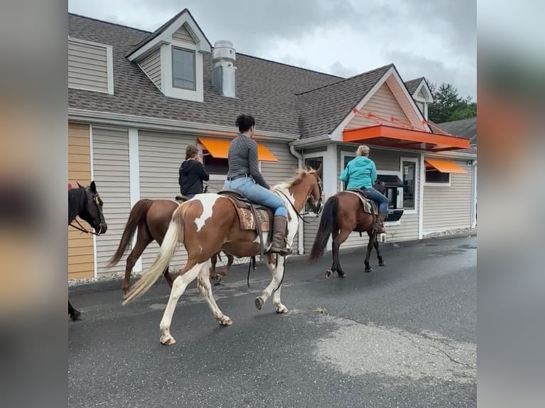 Pinto Horse Castrone 14 Anni 152 cm Pezzato in Granby, CT