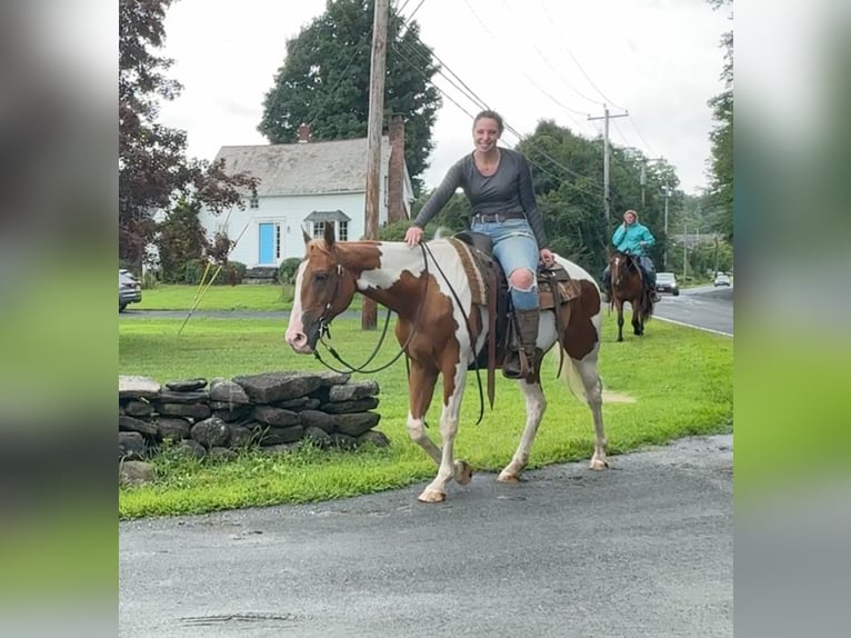 Pinto Horse Castrone 14 Anni 152 cm Pezzato in Granby, CT