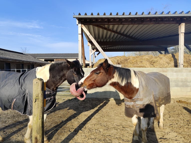 Pinto Horse Mix Castrone 14 Anni 155 cm Pezzato in Drochtersen