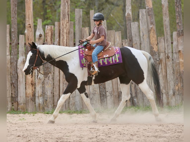 Pinto Horse Castrone 14 Anni 157 cm Pezzato in Athens