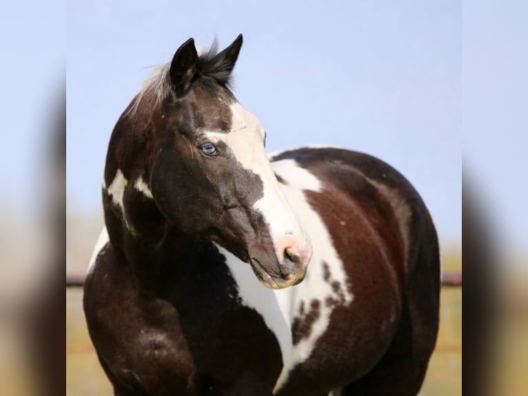 Pinto Horse Castrone 14 Anni 157 cm Pezzato in Athens