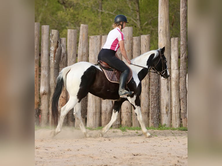 Pinto Horse Castrone 14 Anni 157 cm Pezzato in Athens