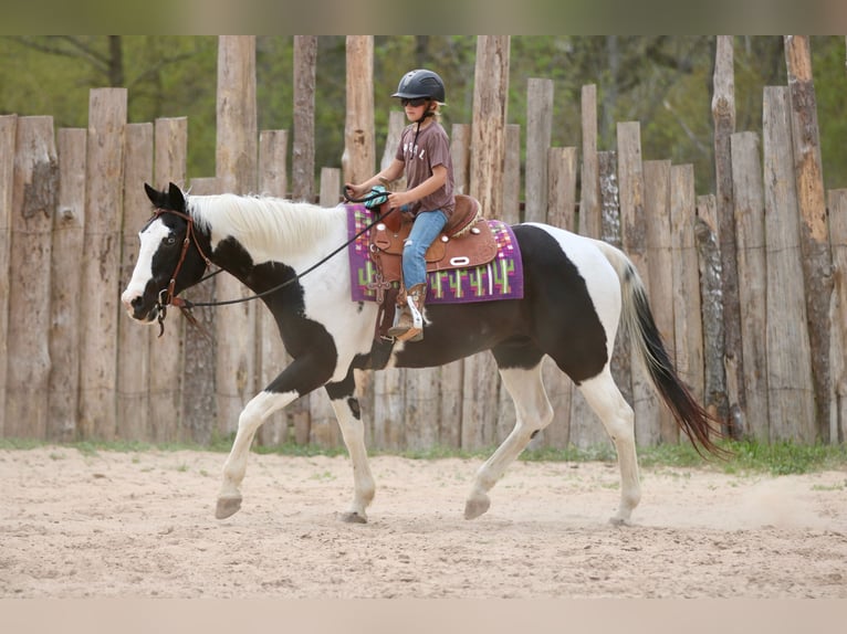 Pinto Horse Castrone 14 Anni 157 cm Pezzato in Athens