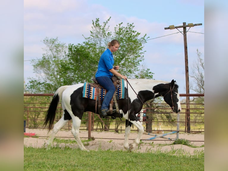 Pinto Horse Castrone 14 Anni 157 cm Pezzato in Athens