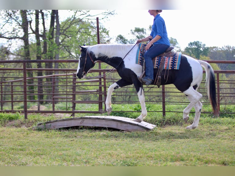 Pinto Horse Castrone 14 Anni 157 cm Pezzato in Athens