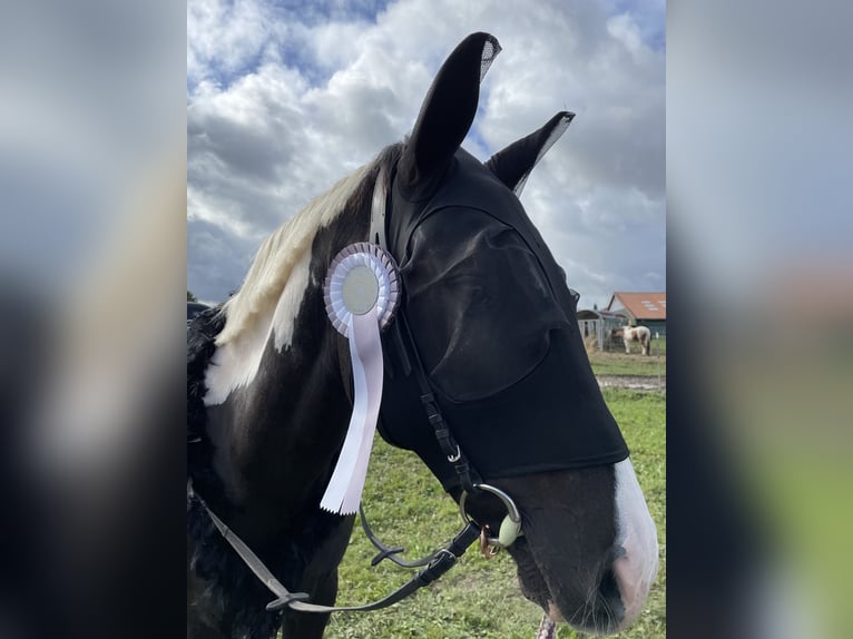 Pinto Horse Castrone 14 Anni 160 cm Pezzato in Groß Grönau