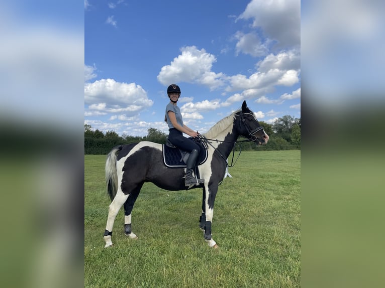 Pinto Horse Castrone 14 Anni 160 cm Pezzato in Groß Grönau