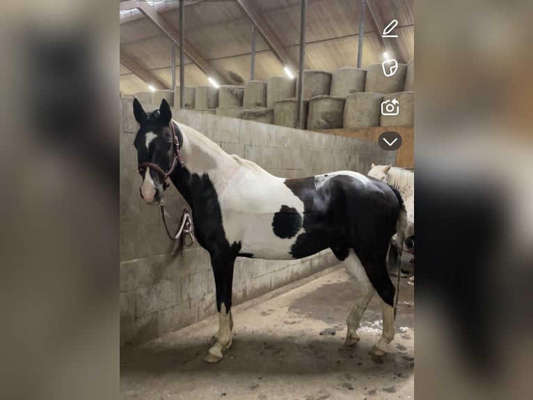 Pinto Horse Castrone 14 Anni 160 cm Pezzato in Groß Grönau