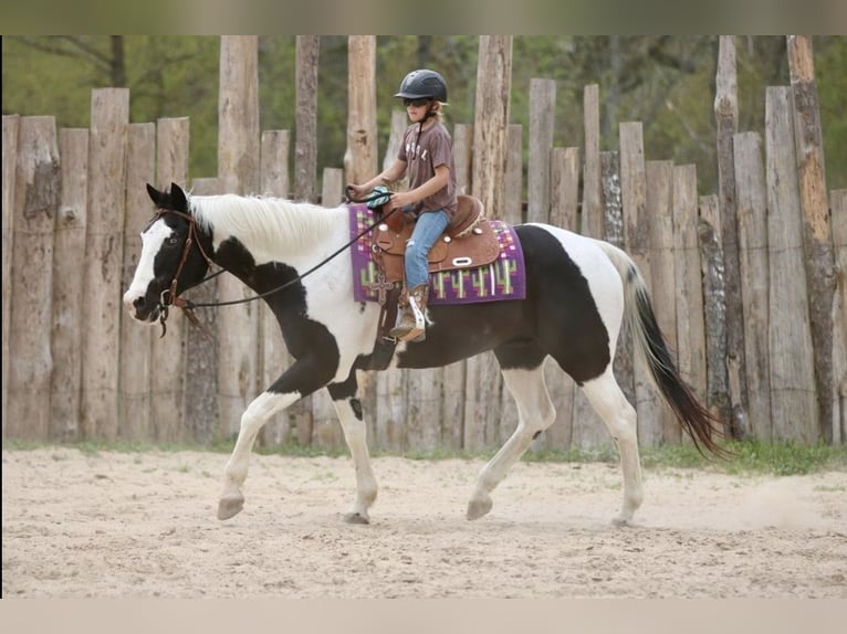 Pinto Horse Castrone 14 Anni Pezzato in Athens
