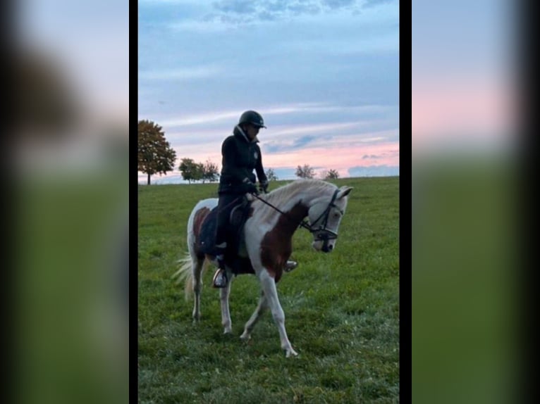 Pinto Horse Castrone 15 Anni 150 cm in Bad Gottleuba-Berggießhübel