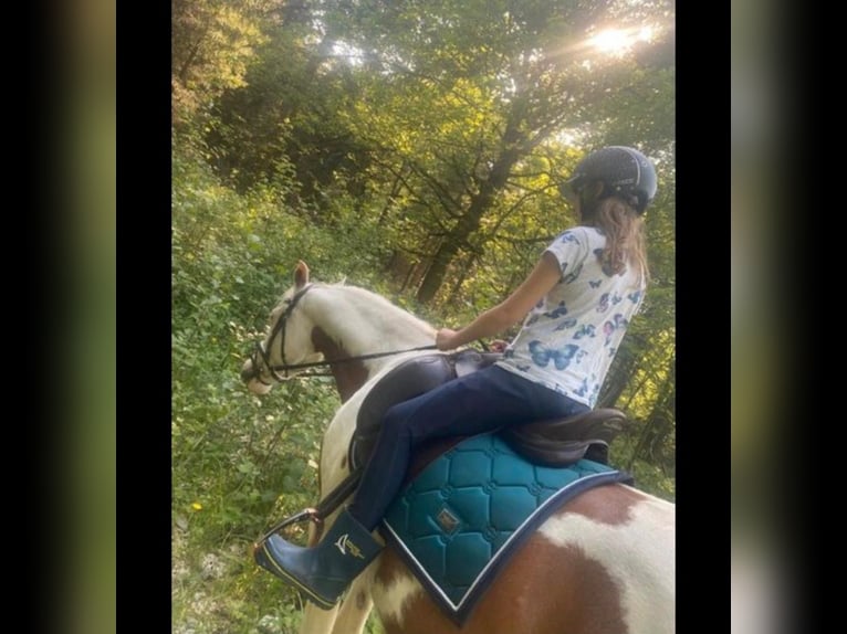 Pinto Horse Castrone 15 Anni 150 cm in Bad Gottleuba-Berggießhübel