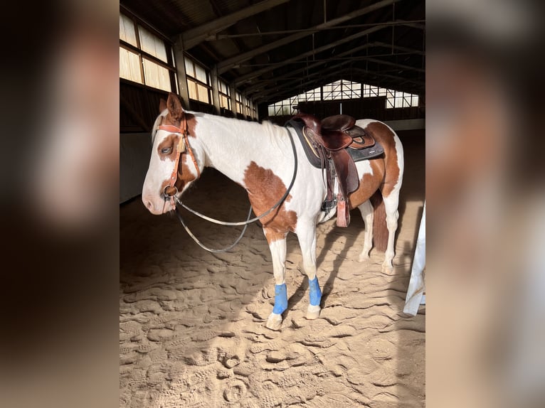 Pinto Horse Mix Castrone 15 Anni 150 cm  in Balingen