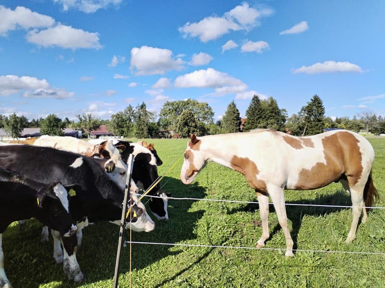 Pinto Horse Mix Castrone 15 Anni 150 cm  in Balingen
