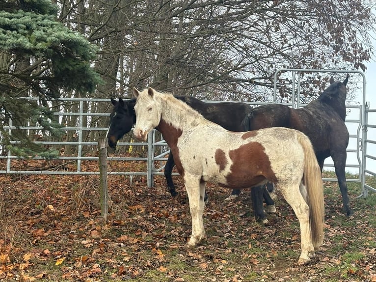 Pinto Horse Castrone 15 Anni 150 cm Pezzato in Bad Gottleuba-Berggießhübel
