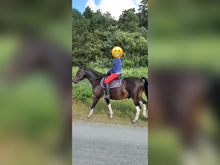 Pinto Horse Castrone 15 Anni 156 cm Baio in Cuxhaven