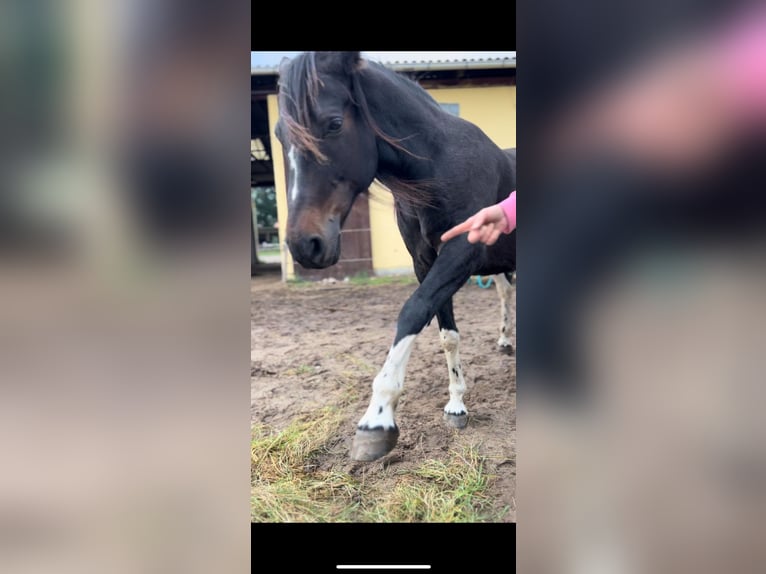 Pinto Horse Castrone 15 Anni 156 cm Baio in Cuxhaven