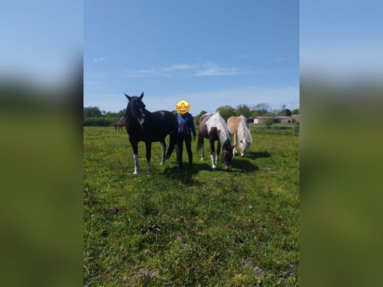 Pinto Horse Castrone 15 Anni 156 cm Baio in Cuxhaven